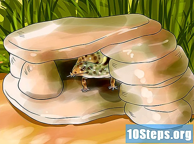 Cum să prindem un Gecko