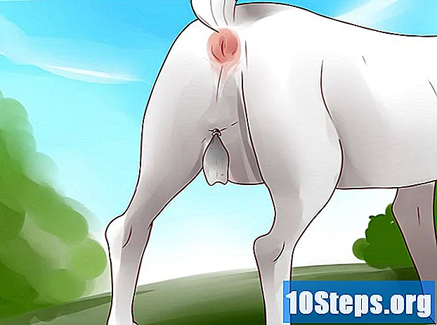 Come sterilizzare una capra con un anello elastico