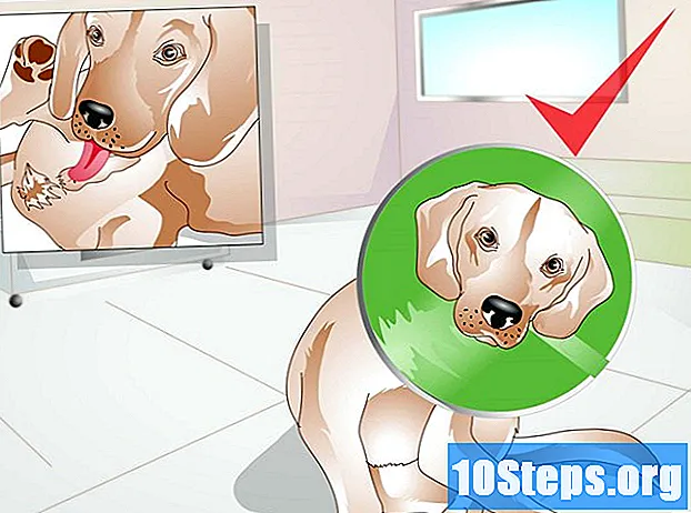 Как стерилизовать собаку