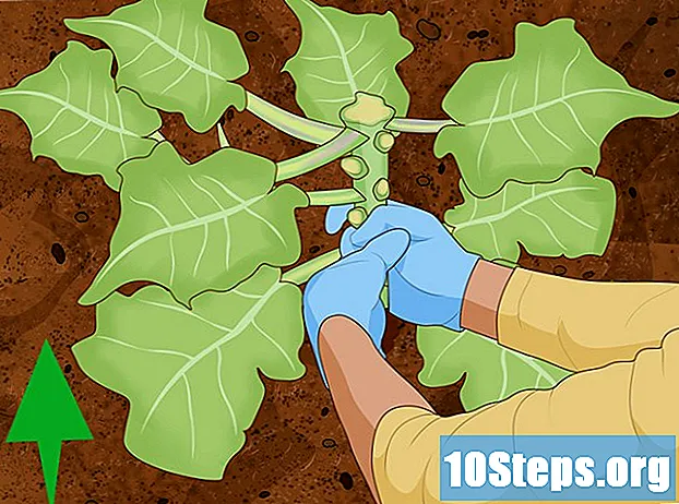 Как да събираме броколи