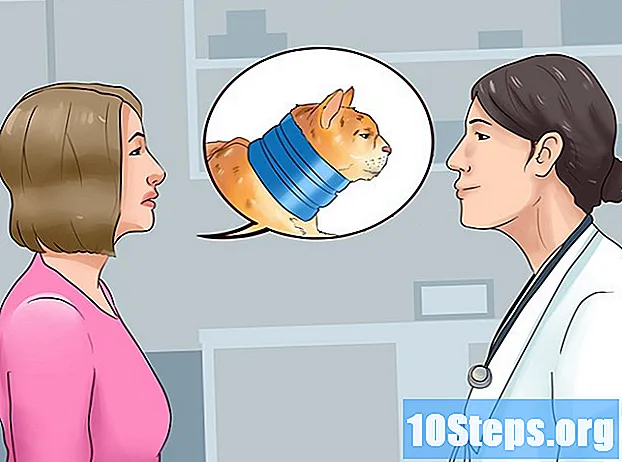 Як надіти елізабетське намисто на кішку