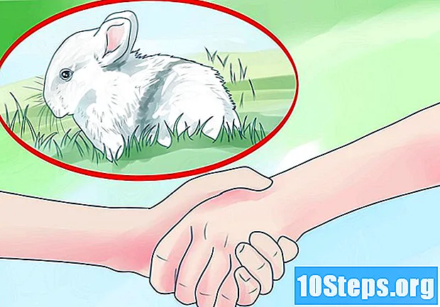 Hur man köper en kanin