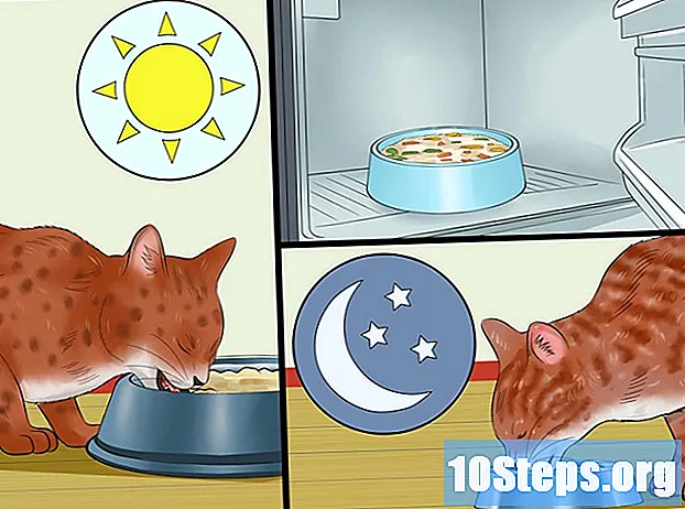 Hur man lagar mat för katter