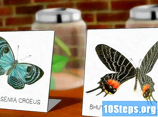Kako uzgajati leptire