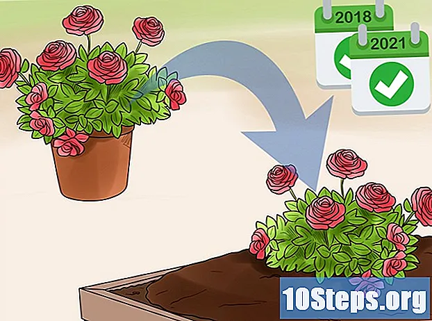 Hoe u ingemaakte rozen maakt