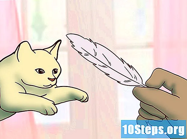 Wie man eine Katze züchtet - Tipps