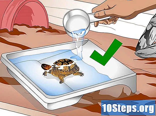 Cómo crear un hábitat interior para las tortugas de caja