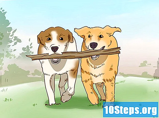 Kuinka pitää hyvää huolta koiristasi - Vihjeitä