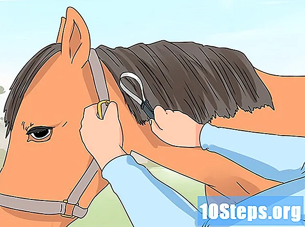 Hvordan ta vare på en hest Mane - Tips