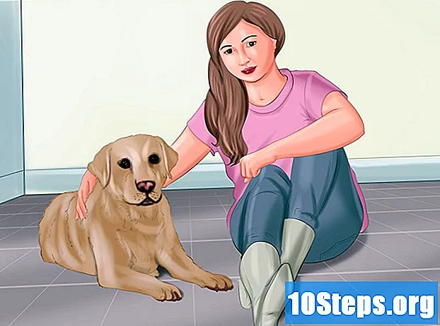 Hur du tar hand om din hunds hygien