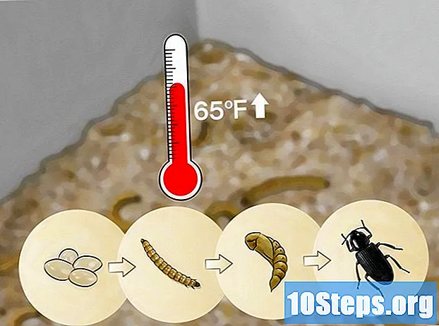 Cara Merawat Tepung Larva (Tenébrio)