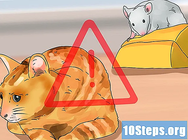 כיצד לטפל בעכברים