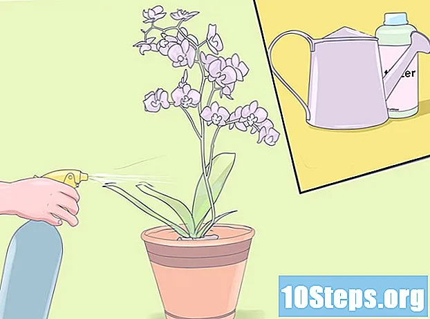 Cum să aibă grijă de mini orhidee