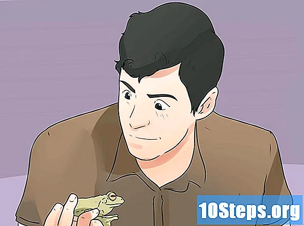 כיצד לטפל בצפרדעים