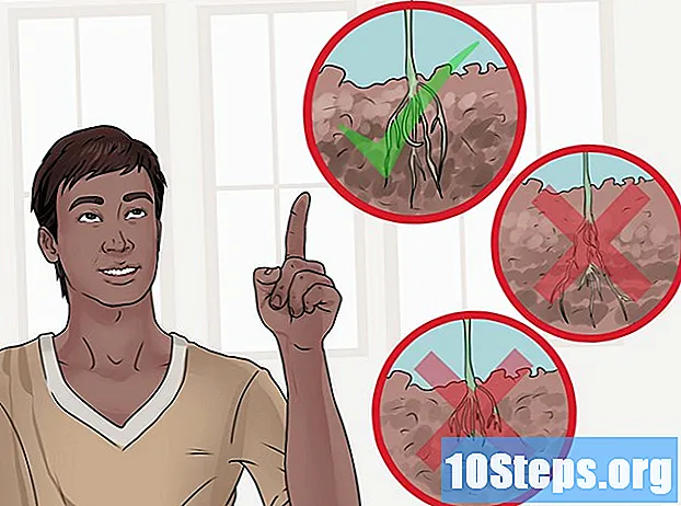Cum să vă îngrijiți plantele