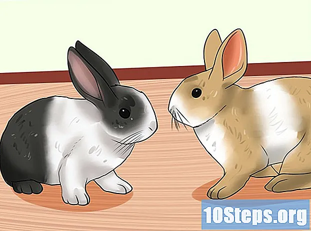 Cómo cuidar a un mini conejo holandés