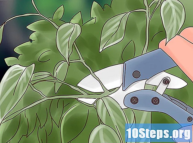 Wie man einen Ficus pflegt