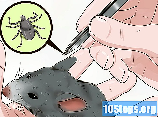 Come prendersi cura di un pulcino di topo selvatico