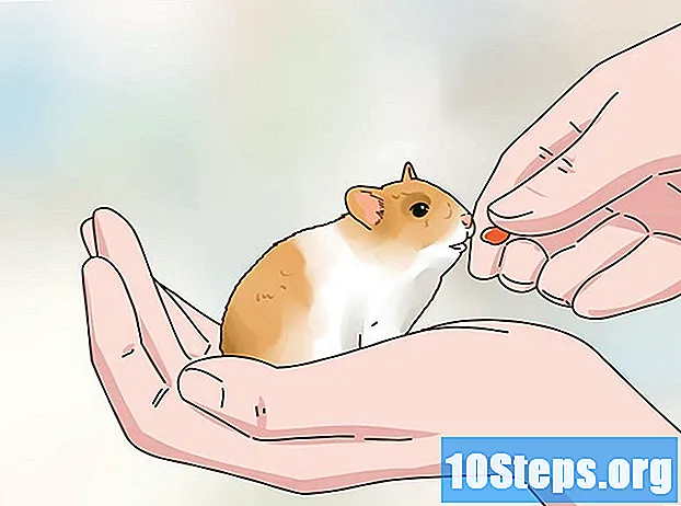 Hoe zorg je voor een hamsterpup - Tips