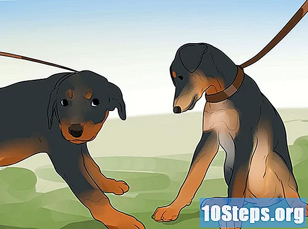 Cách chăm sóc chó con Rottweiler - LờI Khuyên