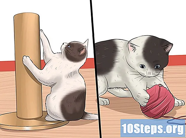 Cara Merawat Anak Kucing yang Terbengkalai