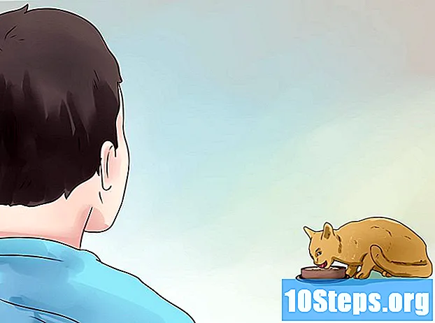 Hvordan ta vare på en diabetisk katt - Tips