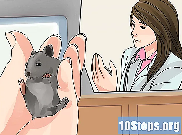 Hur man tar hand om en kinesisk hamster