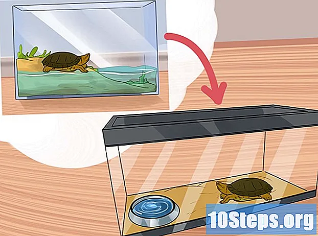 Kuinka hoitaa kilpikonna