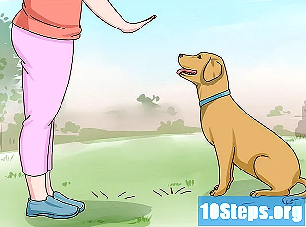 Cara Merawat Anjing Labrador