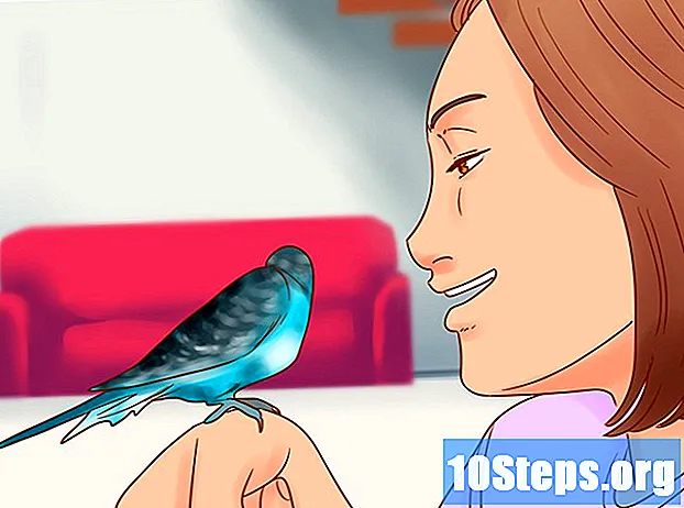 Kako se brinuti za papagaj