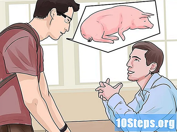 Com cuidar un porc amb pneumònia - Consells