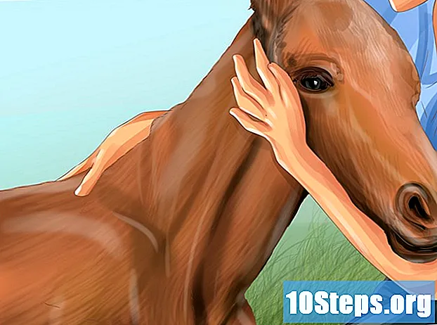 Cách chăm sóc ngựa con