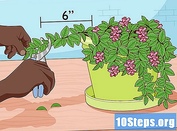 Как да се грижим за растение за червило