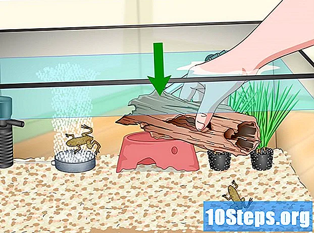Kako se brinuti za vodene žabe