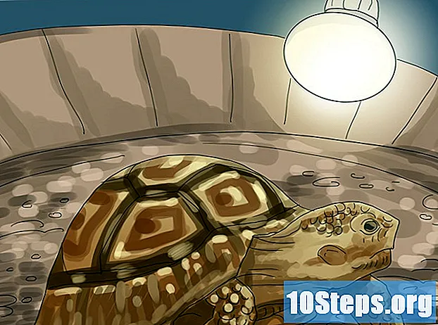 Jak dbać o żółwia