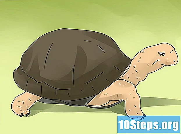 Com tenir cura d’una caixa tortuga