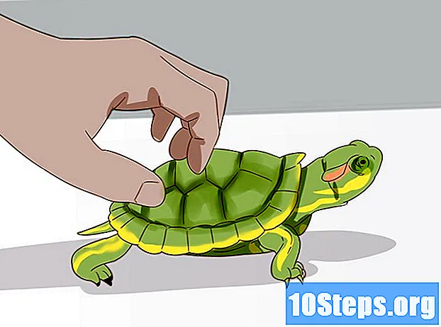 Kā rūpēties par sarkano ausu bruņurupuci