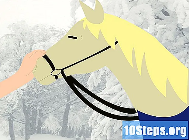 Jak dbać o konia zimą