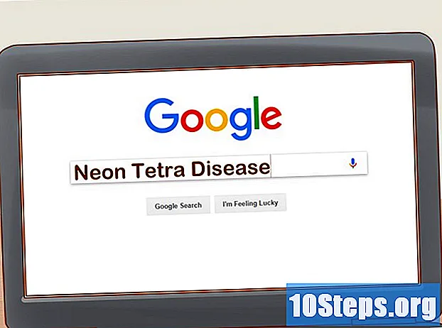 Hoe zorg je voor Neon Tetra