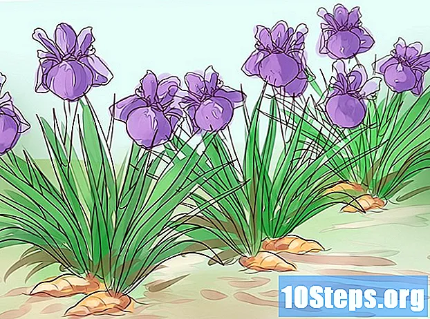 Paano palaguin ang Iris Flower