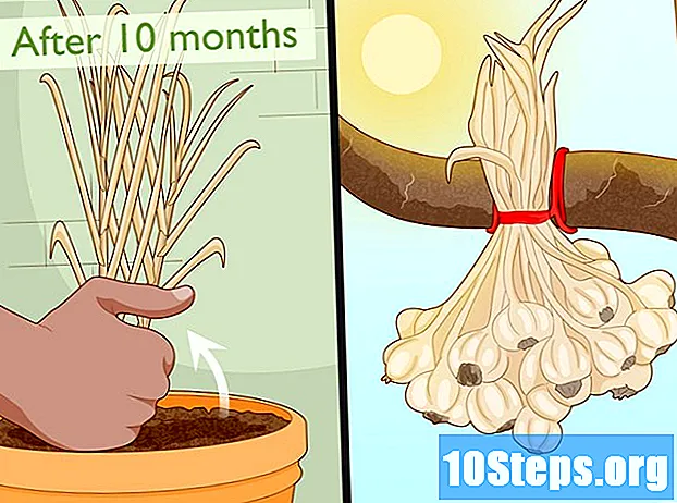 Ako pestovať cesnak doma v kvetináči