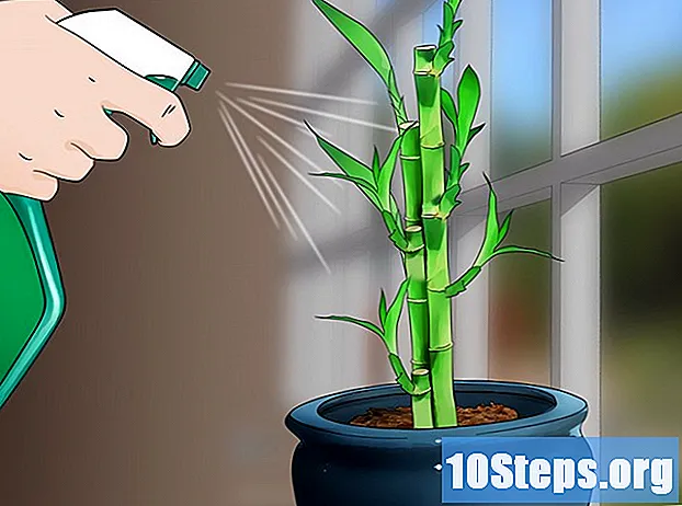 Kako uzgajati bambus kod kuće