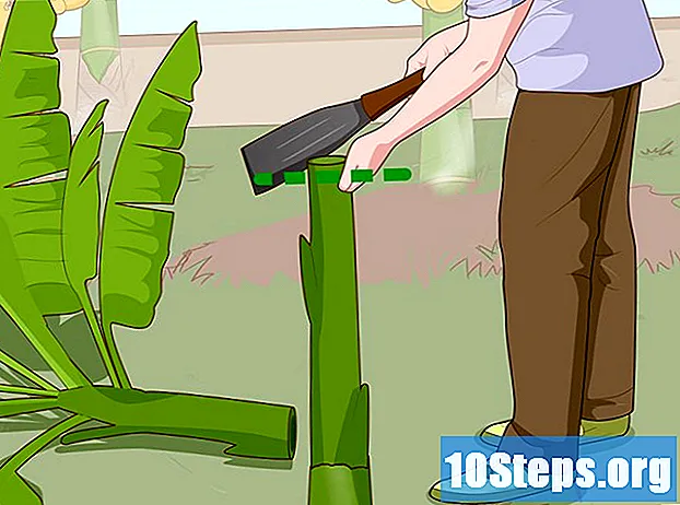Kaip auginti bananų medžius