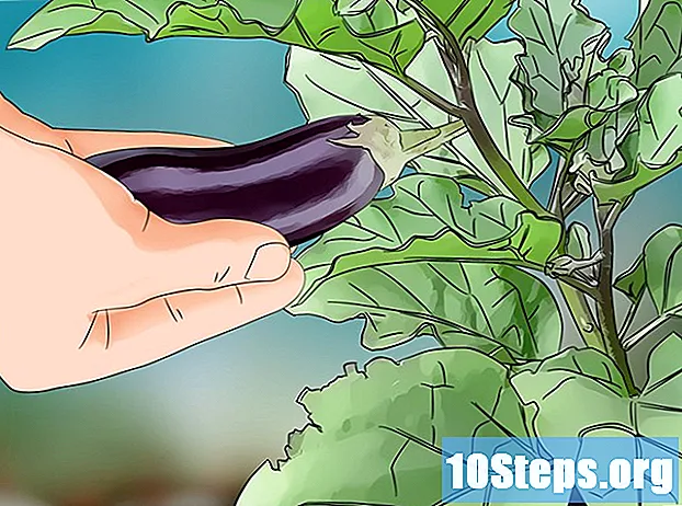 Hur man odlar aubergine