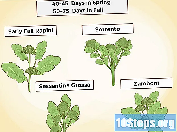 Cara Menumbuhkan Brokoli