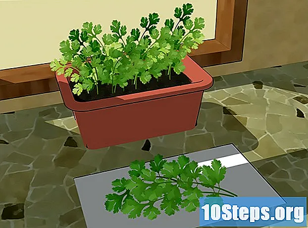Hoe koriander te kweken