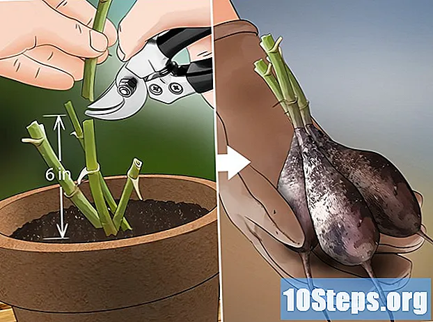 כיצד לגדל דחליות במכולות - טיפים
