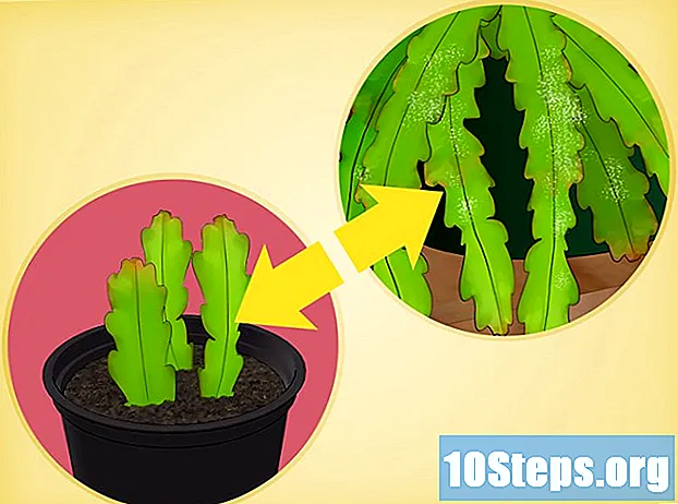 كيف ينمو الصبار Epiphyllum