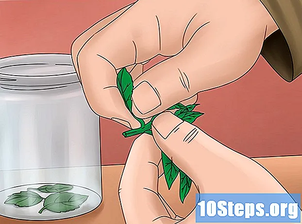 Cum să crească Lemongrass