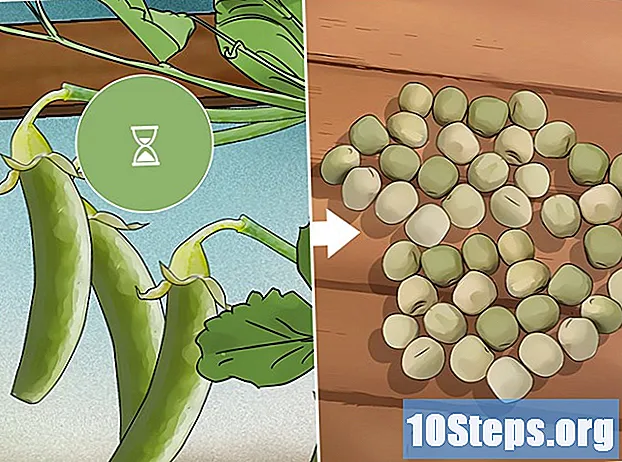 Hvordan dyrke ertepai - Tips